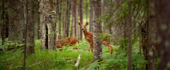 02a457db-60e8-4ca1-92c5-bdf054463641-71-hunting 02a457db-60e8-4ca1-92c5-bdf054463641-71-hunting